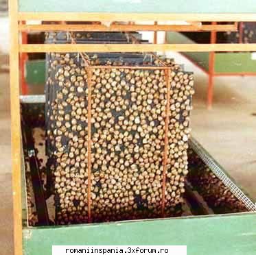 Totul despre cresterea Melcilor - Frends_4u - Cum sa cresti Struti, Raci,Iepuri,Melci,Fazani,Ciuperci.