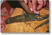 Totul despre cresterea Racilor - Frends_4u - Cum sa cresti Struti, Raci,Iepuri,Melci,Fazani,Ciuperci.